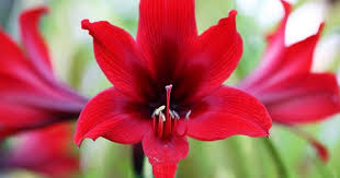 The israeli military reported a barrage of more than 250 rockets, one of which hit an apartment building, injuring six people. 23 Gorgeous Flowers At The Jerusalem Botanical Gardens From The Grapevine