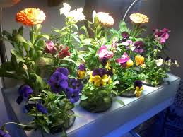 Here are 13 flowers varieties that hold up well, including roses, heather, delphinium, and gladiolas. Aquaponic Cut Flowers Aquaponic
