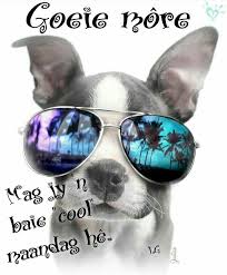 Fabiana Gabriella Sanchez Pall Adli Kullanicinin Good Morning Panosundaki Pin Kopek Kedi Hayvan