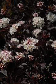 Ninebark 'tiny wine' physocarpus opulifolius 'tiny wine' zone: Tiny Wine Ninebark Physocarpus Opulifolius Smpotw In Burlington Waterdown Dundas Ontario Ontario On At Connon Nurseries