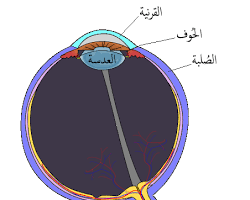 صورة القرنية