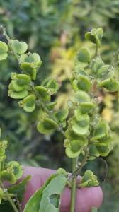 Image result for Gouania