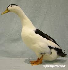As a result, many homesteaders are more than happy to own them. Magpie Ducks For Sale
