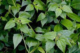 Deherba.com 17 manfaat daun balakacida/babadotan/merdeka untuk kesehatan wanita dan 17 manfaat daun balakacida/babadotan untuk kesehatan wanita dan juga bagi kesehatan. Inilah Segudang Manfaat Daun Balakacida Bagi Kesehatan Wanita