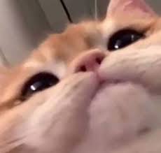 30 Funny Cat Pictures Funnyfoto In 2021 Cute Baby Cats Funny Cat Pictures Baby Cats