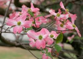 Find out how to grow can care for dogwood trees and their charming attributes. Dogwood Howstuffworks