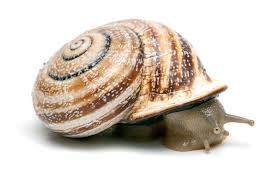 Image result for Isoglossa punctata