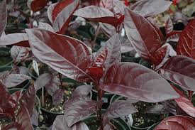 Image result for Pseuderanthemum