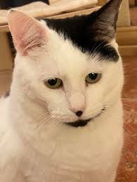 Does anyone know anything about this cat?