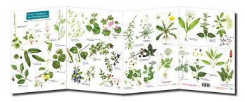 Maybe you would like to learn more about one of these? Illustrations For Foraging For Edible Plants Chart Lizzie Harper