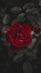 Source purple abstract wall cover for iphone 6+ source iphone 6. Rose Red Flower Bud Wallpaper Background Iphone Cool Backgrounds
