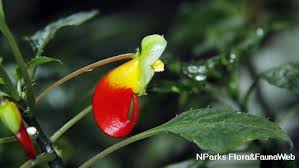 Image result for Impatiens niamniamensis