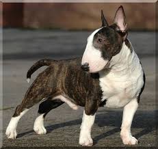 I Love The Barrel Chest And The Shape Of The Head In 2020 Mini Bull Terriers Miniature Bull Terrier Bull Terrier