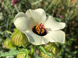 Image result for Hibiscus trionum