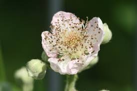 Begriffe wie feldschwarzbeere, bramel, hirschbollen und kroatzbeere waren und. Brombeere Rubus Fruticosus Pflanzenwiki