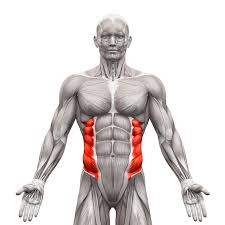 The primary muscles involved in lateral flexion of the torso are the internal and external obliques, the quadratus lumborum and the erector spinae. How To Strengthen Oblique Muscles For A Stronger Core Spine Bulletproof Backs Part Three