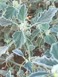 Image result for Chrozophora plicata