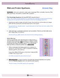 What three components make up a. 32 Rna And Protein Synthesis Gizmo Worksheet Answers Worksheet Resource Plans