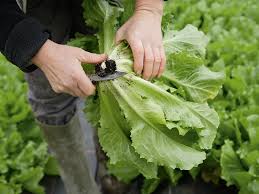Seed started indoors for transplanting out can be sown 8 to 10 weeks before the average last frost. What Is Escarole Nutrition Benefits And Uses