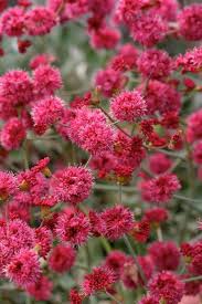 Image result for Eriospermum roseum