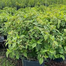 Image result for Psychotria succulenta