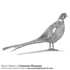 Common Pheasant Pencil Drawing How To Sketch Common Pheasant Using Pencils Drawingtutorials101 Com Have a look at the result! common pheasant pencil drawing how to