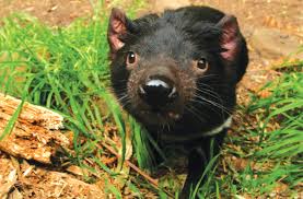 We did not find results for: Facts About The Tasmanian Devil Swain Destinations