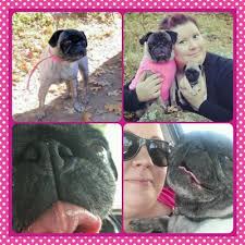 The people, governance practices, and partners that make the organization tick. Pets Without Partners 1336 Hilltop Dr Redding Ca Mapquest