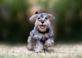 Check spelling or type a new query. Most Popular Small Dog Breeds That Won T Make You Sneeze Nom Nom