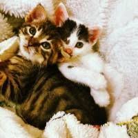 Ucretsiz Kedi Sahiplendirme Ilanlari Kedi Evcil Hayvanlar Hayvan