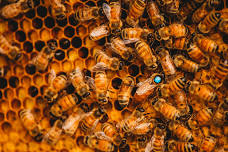 The Sweet Life of a Queen Bee