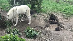 San antonio zoo map map of san antonio zoo (texas these pictures of this page are about:toronto zoo map 2020. Toronto Zoo Shares The Birth Story Of Arctic Wolf Pups To Do Canada