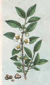 Common flowers in flowering teas include. Tea Plant Illustration Tea Leaves Tattoo Tea Tattoo Plant Tattoo