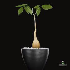 Image result for Cyphostemma barbosae