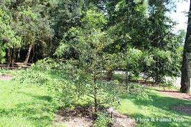 Image result for Nageia nagi