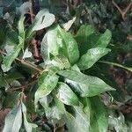 Image result for Lepisanthes senegalensis