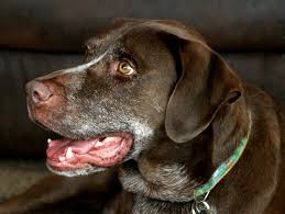 During puppy development, puppies go through fear periods, in fact, on average they go through 4 fear periods. Understanding Fear Periods In Dogs The Anxious Pet