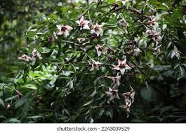 Image result for Rothmannia longiflora