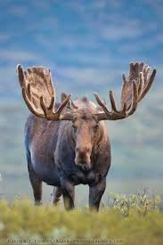 Cast horn designs is america's largest supplier of faux antler chandeliers including reproduction deer, moose and elk antler chandeliers. 22 Moose Antlers Ideas Moose Antlers Antlers Moose