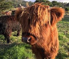 Mountain high mini cows ranch is located in the southwest corner of wyoming. Brown Barn Cows Bella Taylor
