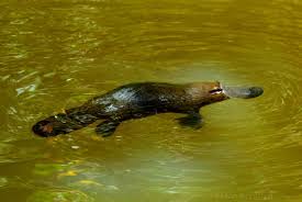 La lista de frutas tropicales puede ser interminable. El Ornitorrinco Es Una Especie De Mamifero Semiacuatico Endemico Del Este De Australia Y De La Isla D Australia Animals Australian Animals Animals Of The World