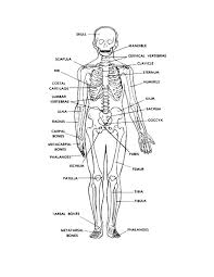 Skull, clavicle, mandible, scapula, thorax, sternum, humerus, ulna, radius if you are sharing any of these printables online, please include a link back to this webpage. Oggy Ahnurrabiatul Profile Pinterest