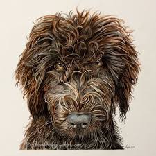 Sydney Labradoodle Coloured Pencil Portrait By Angie Pencil Portrait Labradoodle Art Colored Pencil Portrait