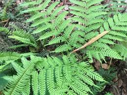 Image result for Pteris