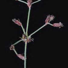 Image result for Bulbostylis hispidula