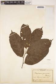 Image result for Glyphaea