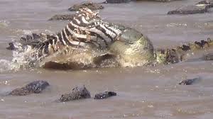 Top 10 attacks lion kill baby giraffe,baboon, lion, wild boar, zebra, gazelle. Crocodile Eating A Zebra Youtube