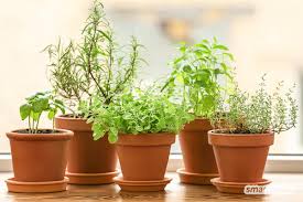 Start gemüse & kräuter welches gemüse kann ich im sommer säen? Aussaatkalender Fur August Gemuse Krauter Und Blumen Aussaen