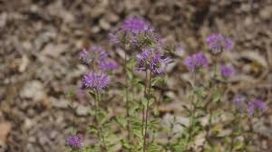 Image result for Subularia monticola