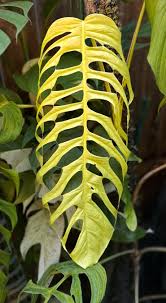 Image result for Bulbostylis filamentosa